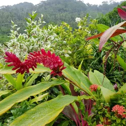 Falefa Rainforest Walk - Tafitoala