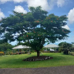 Papaseea Sliding Rocks - Tafitoala