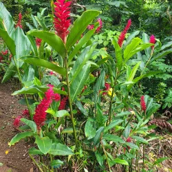 Papaseea Sliding Rocks - Tafitoala