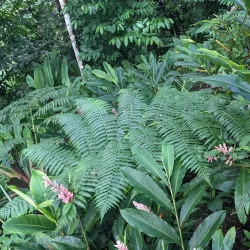 Papaseea Sliding Rocks - Tafitoala