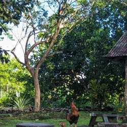 Sopoaga Waterfall - Tafitoala