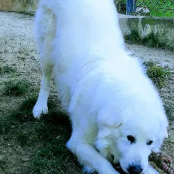 Domagnano Fortress - Domagnano