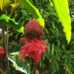 Local Coffee Plantations - Guadalupe