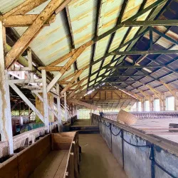 Local Coffee Plantations - Guadalupe