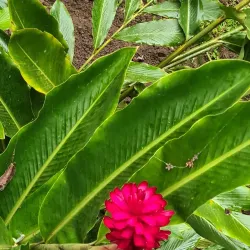 Cascade São Nicolau - Santana