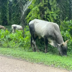 Pico Cão Grande - Santana