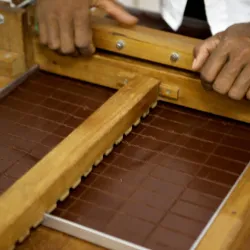 Cocoa Plantations Tour - Santo Amaro