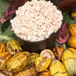 Cocoa Plantations Tour - Santo Amaro