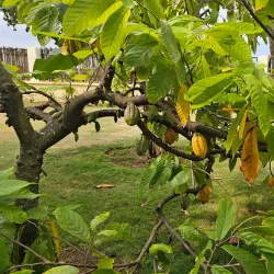 Cocoa Plantations Tour - Santo Amaro