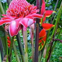 Obo National Park - Santo Amaro