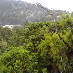 Al-Soudah Park - Abha