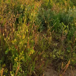 Al Badaya Natural Park - Al Badaya