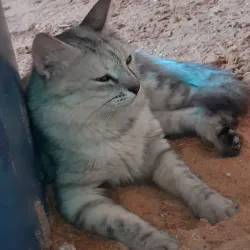 Al Badaya Natural Park - Al Badaya