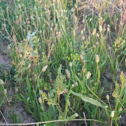 Al Badaya Natural Park - Al Badaya