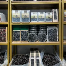 Local Date Farms - Al Badaya