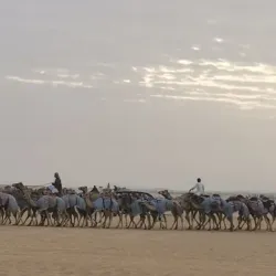 Camel Racing Tracks - Al Badia (Albadya)