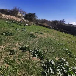 Al Bahah Camel Market - Al Bahah