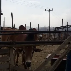 Al Bahah Camel Market - Al Bahah