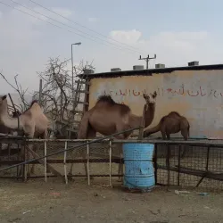 Al Bahah Camel Market - Al Bahah