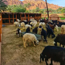 Al Bashayer Heritage Trail - Al Bashayer