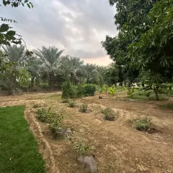 Agricultural Farms - Al Makhwah