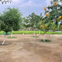 Agricultural Farms - Al Makhwah