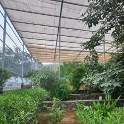 Agricultural Farms - Al Makhwah