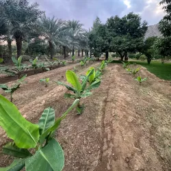 Agricultural Farms - Al Makhwah