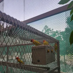 Agricultural Farms - Al Makhwah