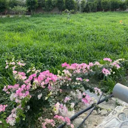 Agricultural Farms - Al Makhwah