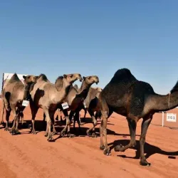 Local Cultural Festivals - Al Makhwah