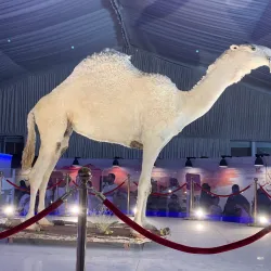 Local Cultural Festivals - Al Makhwah