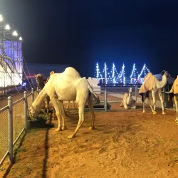 Local Cultural Festivals - Al Makhwah