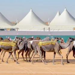 Local Cultural Festivals - Al Makhwah