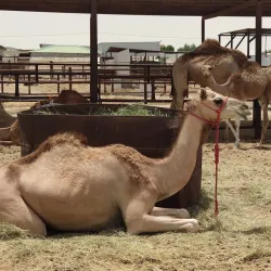 Al Mubarraz Camel Market - Al Mubarraz