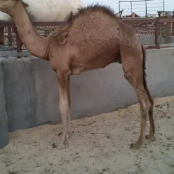 Al Mubarraz Camel Market - Al Mubarraz