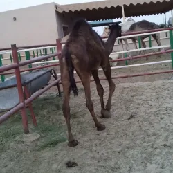 Al Mubarraz Camel Market - Al Mubarraz