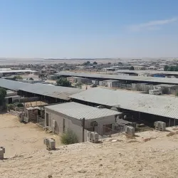 Al Mubarraz Camel Market - Al Mubarraz