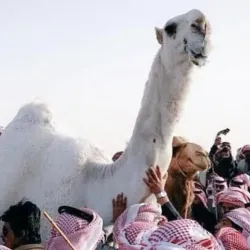 Al Mubarraz Camel Market - Al Mubarraz