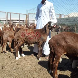 Al Mubarraz Camel Market - Al Mubarraz