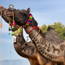 Al Mubarraz Camel Market - Al Mubarraz