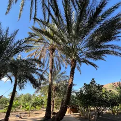 Al-'Ula Oasis - Al-'Ula (Al Ula