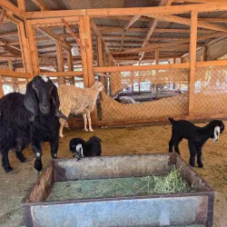 Al-'Ula Oasis - Al-'Ula (Al Ula