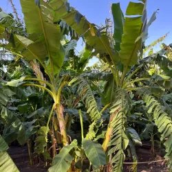 Al-'Ula Oasis - Al-'Ula (Al Ula