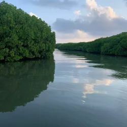 Mangrove Forests near Al Wajh - Al Wajh