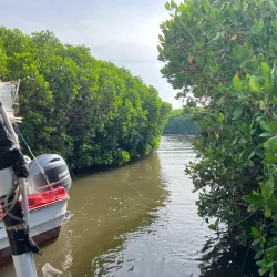 Mangrove Forests near Al Wajh - Al Wajh