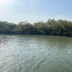 Mangrove Forests near Al Wajh - Al Wajh