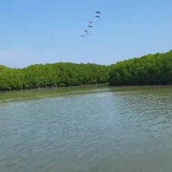 Mangrove Forests near Al Wajh - Al Wajh