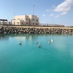 Mangrove Forests near Al Wajh - Al Wajh