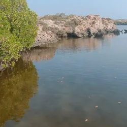 Mangrove Forests near Al Wajh - Al Wajh